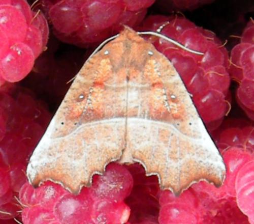 Réf. 209 021 : Scoliopteryx libatrix